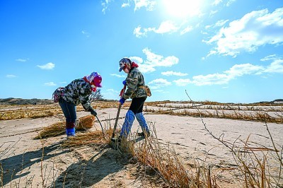 内蒙古科尔沁沙地，治沙工人在打草方格。