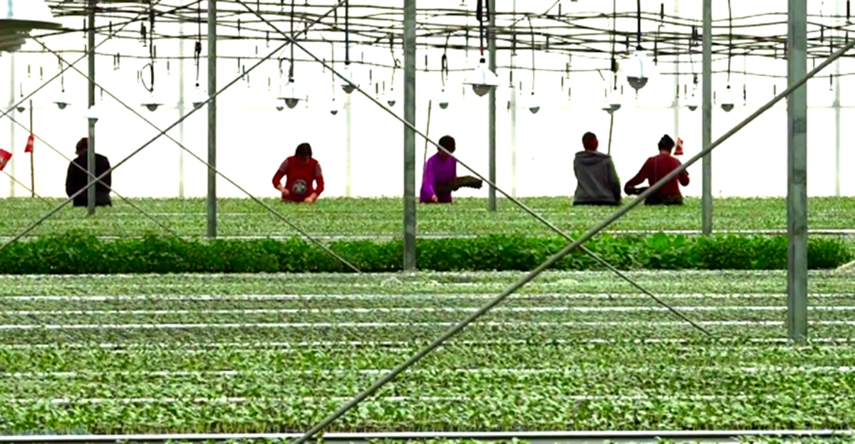 2月20日，位于吐鲁番市高昌区亚尔镇吐鲁番现代农业科技有限责任公司的育苗大棚内，村民们正忙着培育甜瓜苗。许彦宏 摄