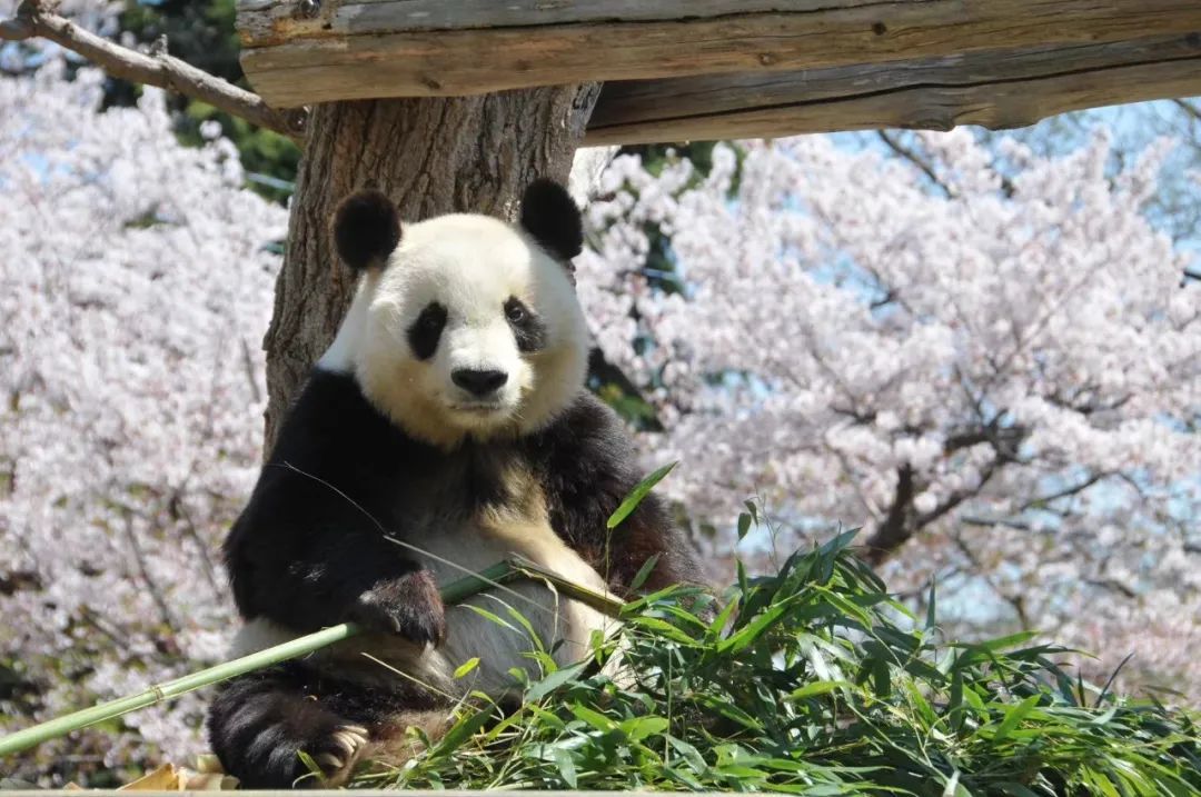 圖片來源：日本神戶市立王子動(dòng)物園