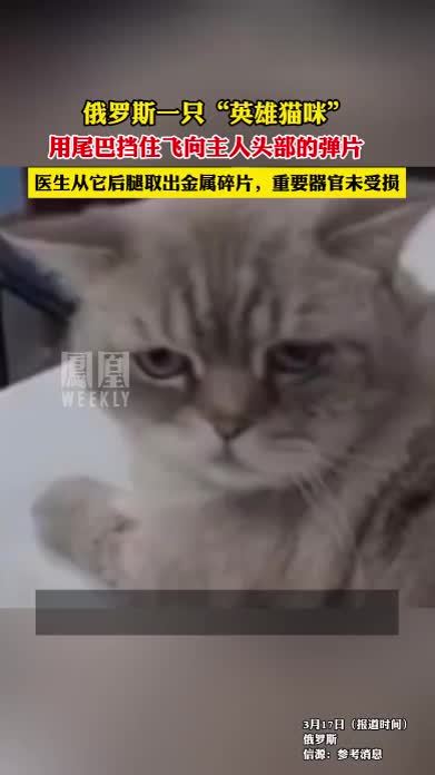 俄罗斯一猫咪用尾巴挡住弹片，救了主人一命。#尽知天下事