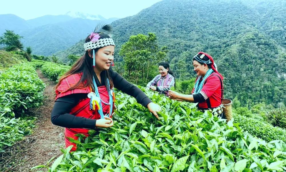 卡布村珞巴族群众在革林茶场采茶 陆俐 摄