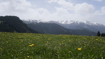 草原牧马的状况场景。