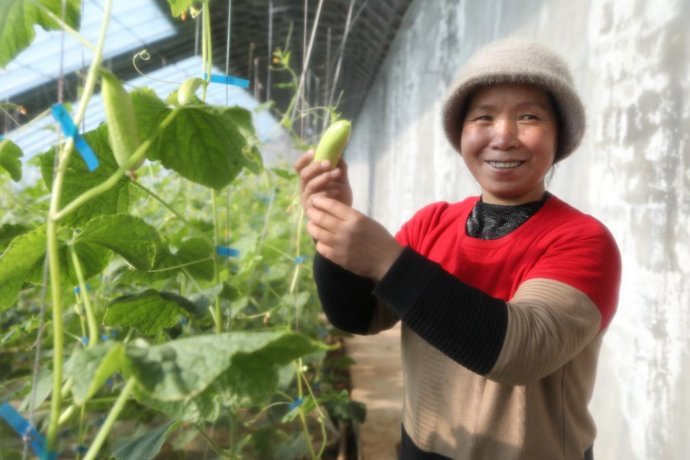 12月13日，在积石山县大河家镇韩陕家村，村民马芬莲在温室大棚中采摘黄瓜。（新华社记者 李梓潇 摄）