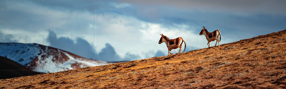 西藏羌塘国家级自然保护区的藏野驴（资料照片）晋美多吉摄 / 本刊
