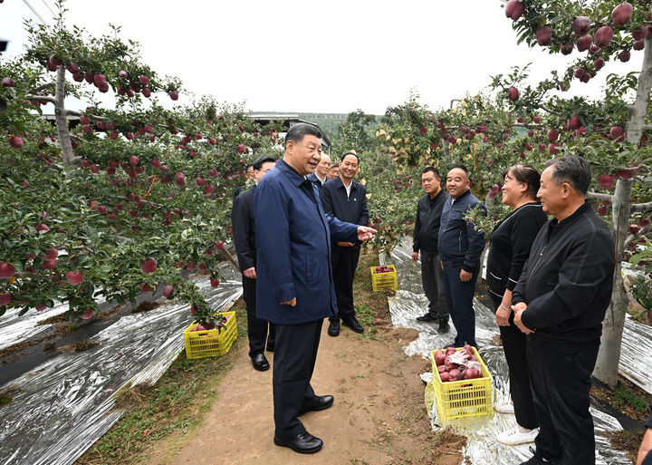 2024年9月11日，习近平总书记在甘肃省天水市麦积区南山花牛苹果基地考察时，走进果林了解相关种植、技术和管理情况。新华社记者 谢环驰 摄