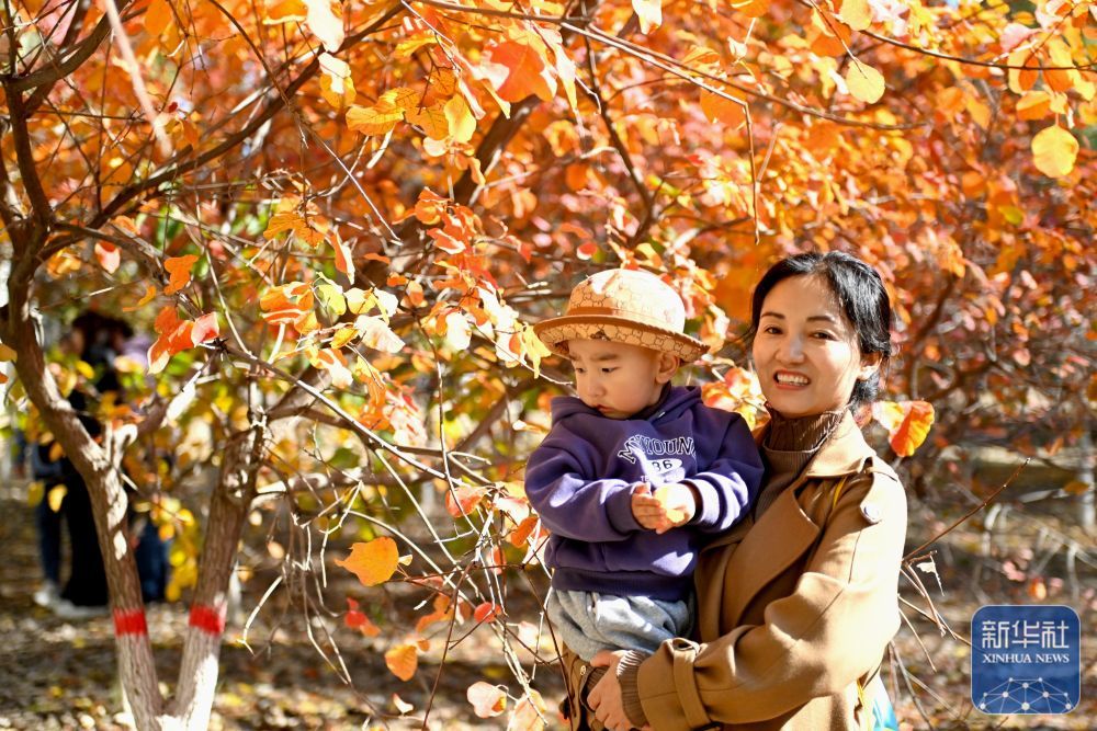 10月22日，人们在银川市凤凰公园欣赏秋景。