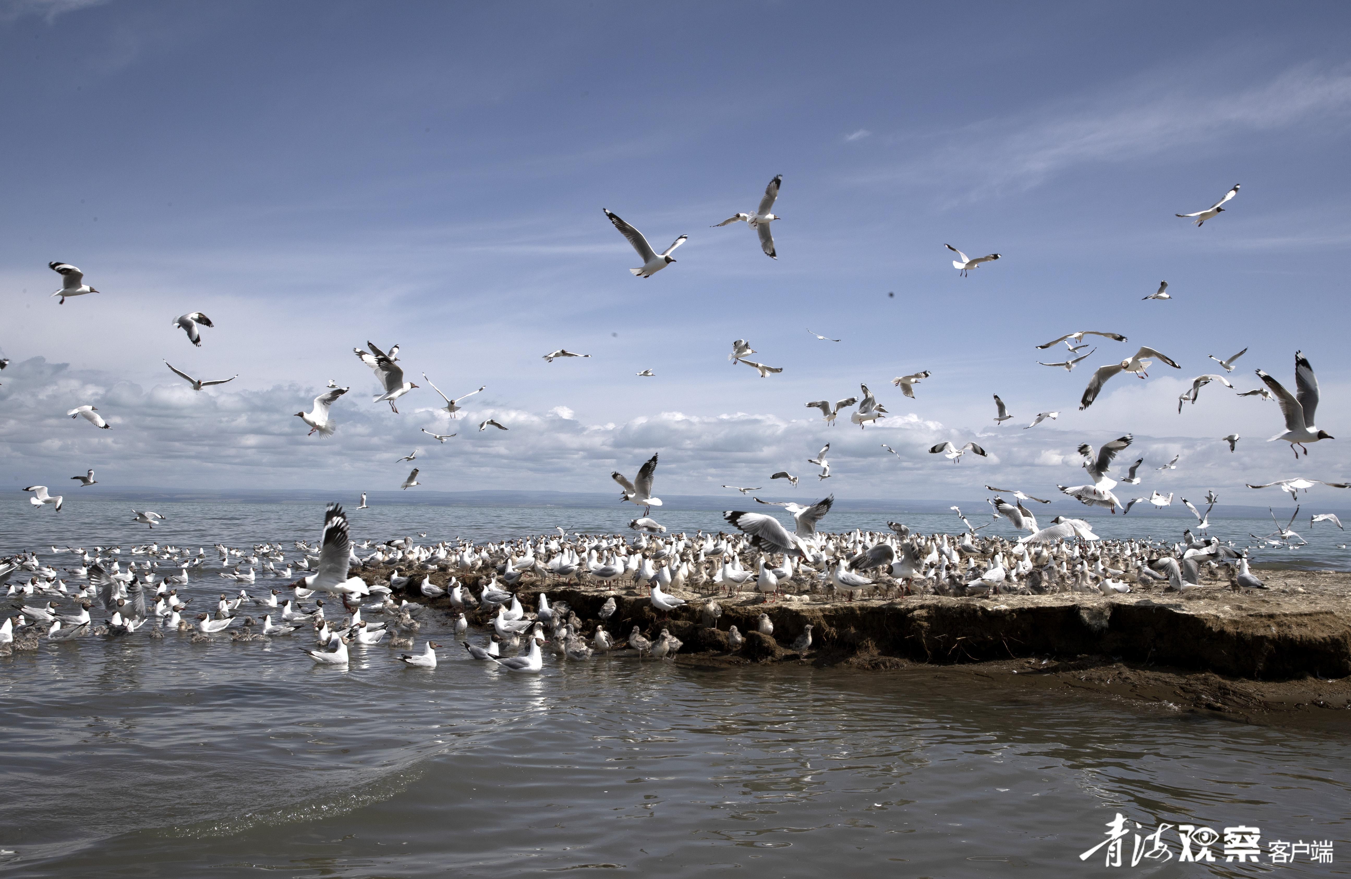 一群水鸟在青海湖鸟岛湿地活动（2021年7月1日摄）。新华社发 （星智 摄）