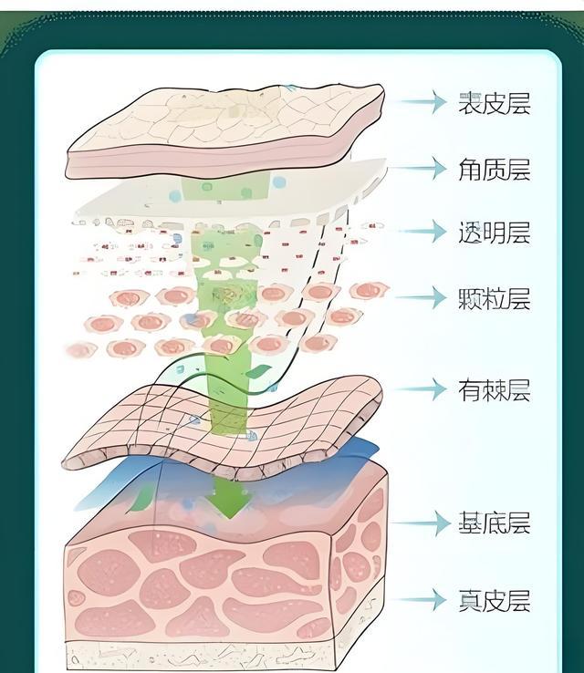 （多层的皮肤）