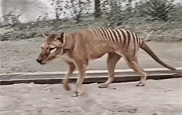 复活有望!人类首次从灭绝物种中提取RNA