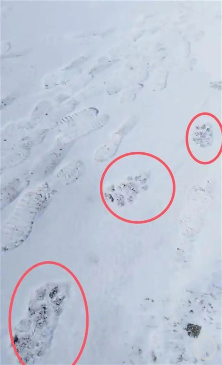 雪地里留下疑似老虎脚印。 网络图