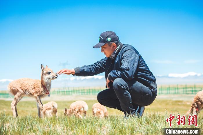 图为工作人员照护小藏羚羊。可可西里管理处 供图