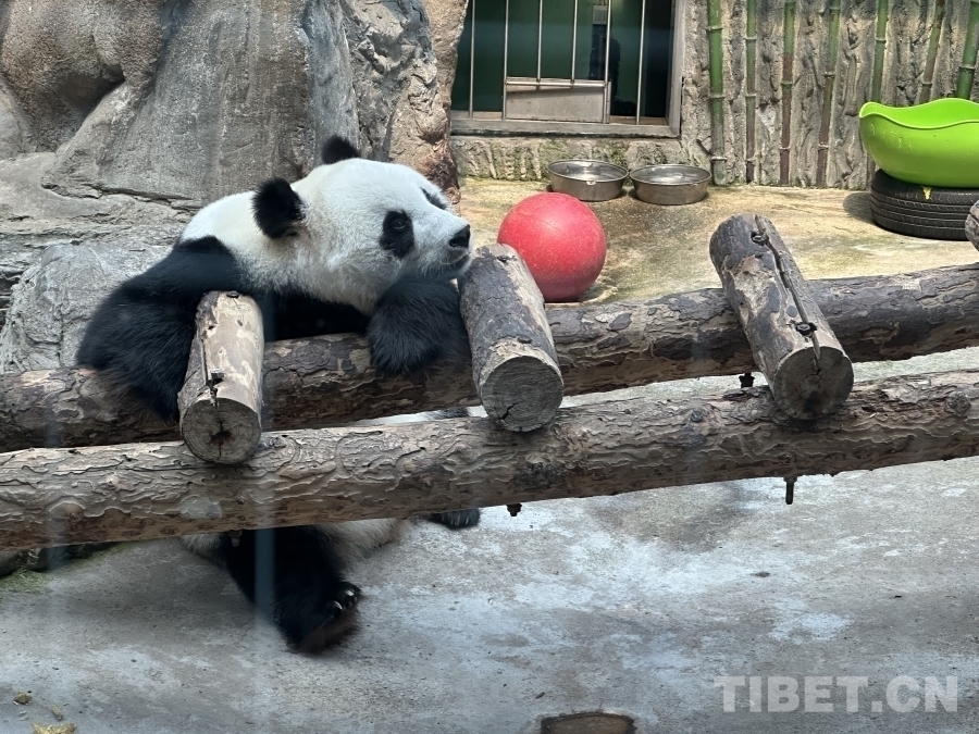 图为憨态可掬的大熊猫 摄影：杨眉笑