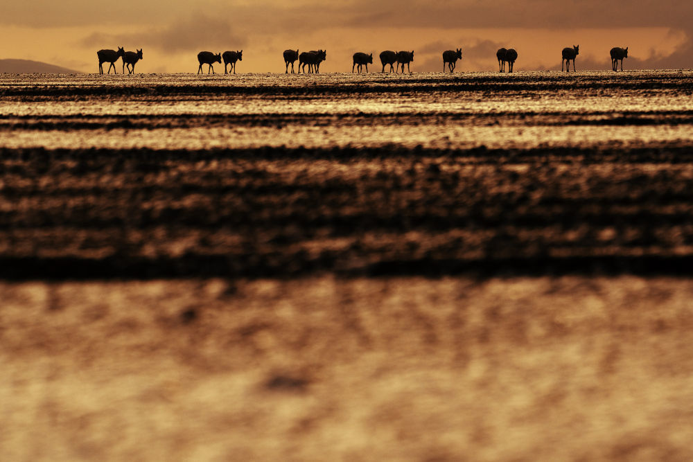6月14日，在西藏那曲市尼玛县境内的羌塘国家级自然保护区“无人区”深处，一群藏羚羊迎着朝阳，行进在迁徙路上。