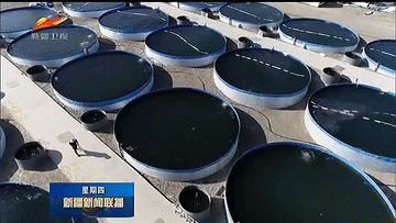 “中国热极”吐鲁番成功养殖三文鱼