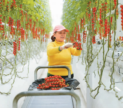 员工在中法农业科技园全气候智能温室内采摘小番茄。