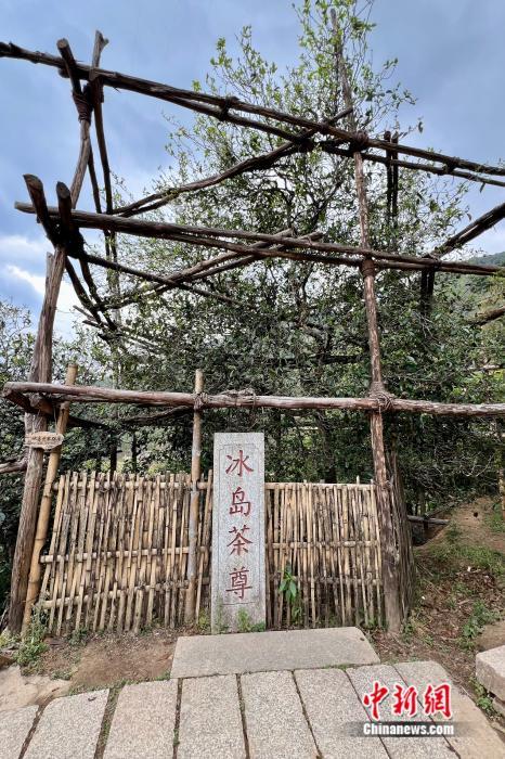 云南临沧双江县冰岛村,众多古茶树屹立于此.中新网 张钰惠 摄