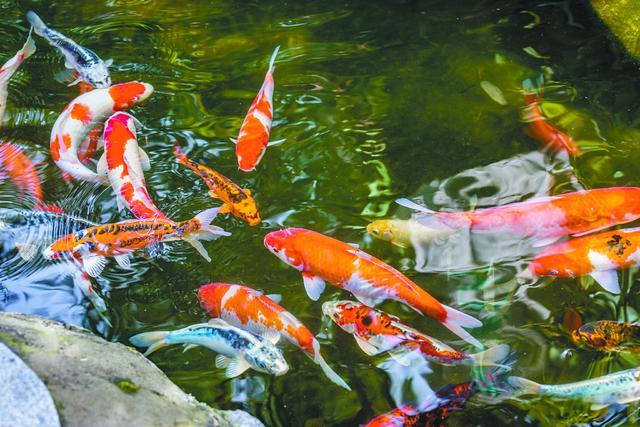 池中锦鲤（视觉中国）