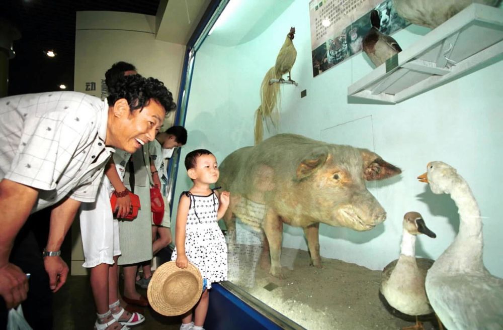 2001年暑假期间,北京自然博物馆新展出的《动物——人类的朋友》动物基本陈列展吸引了众多中小学生。