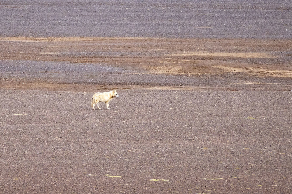 草原上伺机而动的野狼（6月14日摄）。