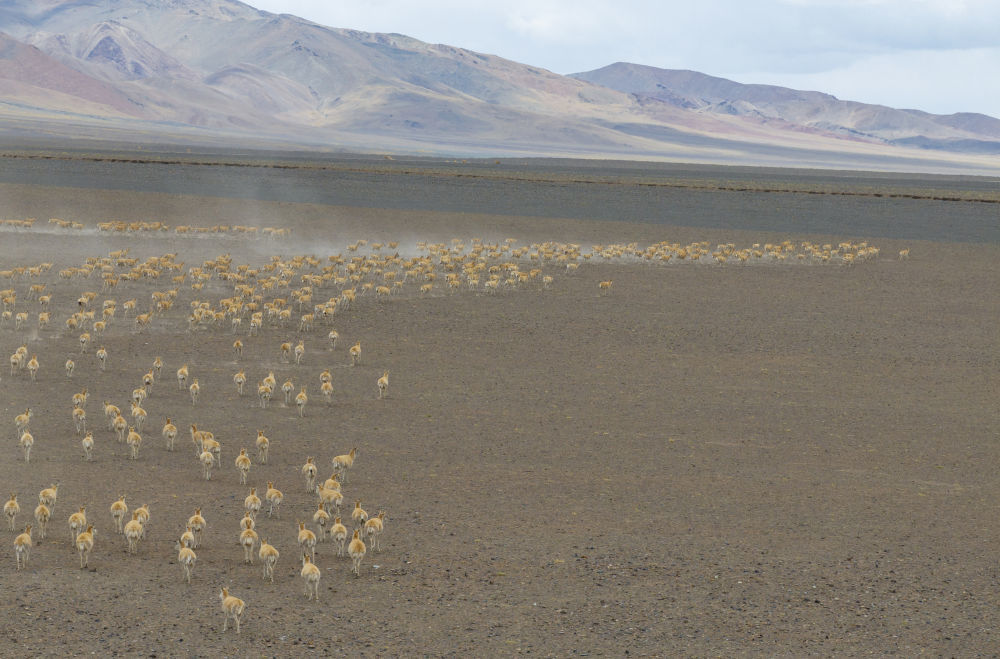一群藏羚羊因感觉到危险而开始奔跑（无人机照片，6月13日摄）。