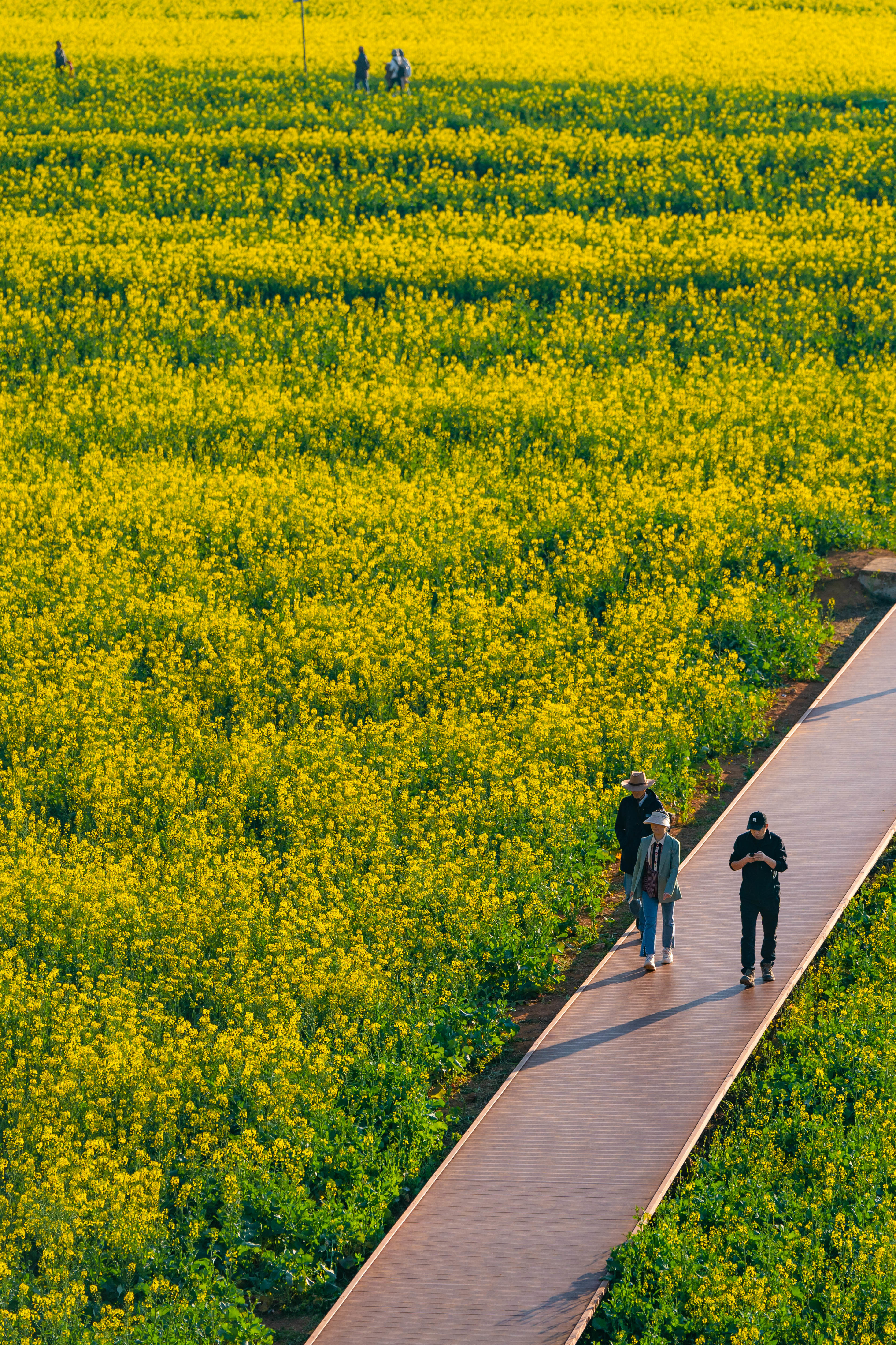 2月19日，游人在云南省罗平县金鸡峰丛拍摄油菜花。新华社记者 胡超 摄
