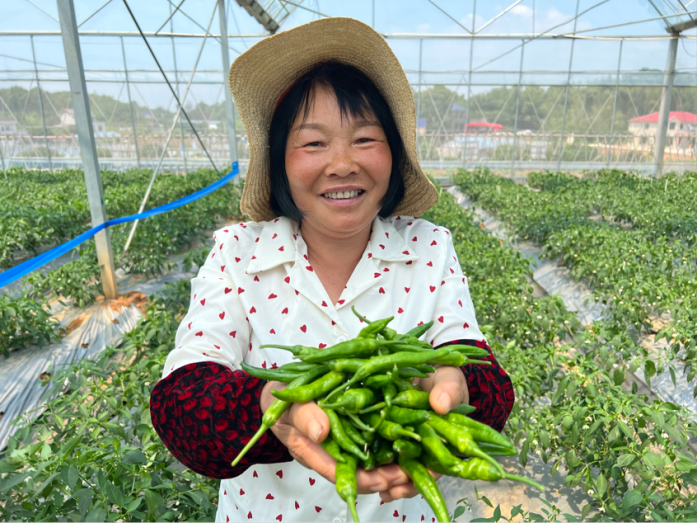 樟树港辣椒种植大棚里工人手捧新鲜采集的辣椒