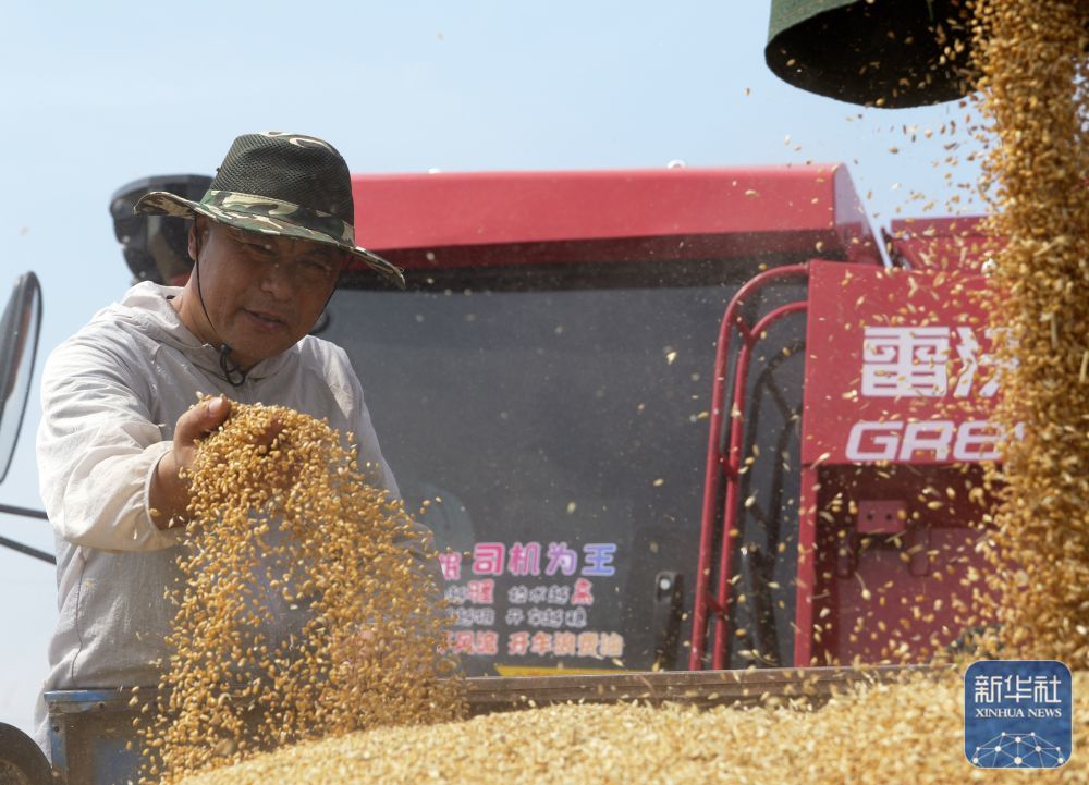 5月26日，河南省邓州市文渠镇肖店村村民在收获小麦。新华社记者 李嘉南 摄