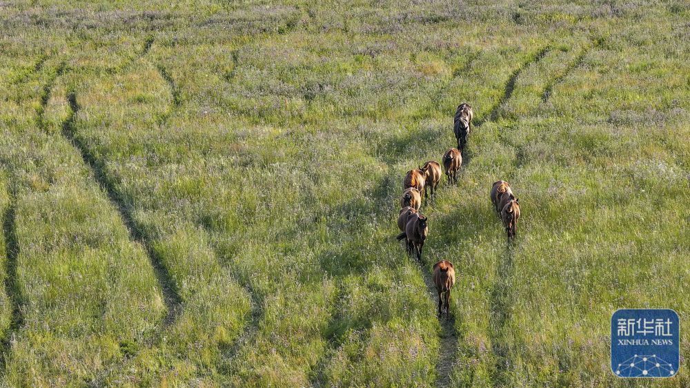 这是7月7日在新疆昭苏拍摄的马匹（无人机照片）。