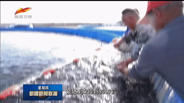 “中国热极”吐鲁番成功养殖三文鱼