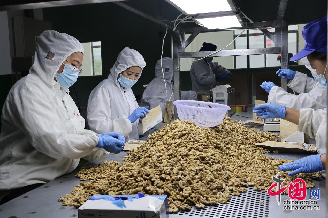 4月2日，工人们在临沧工投顺宁坚果开发公司厂房包装核桃果仁。据介绍，凤庆县按照核桃品级进行分类优选，一等果进行大宗贸易销售，其他等级果通过破壳取仁、分类加工提升产品附加值。做好延链增值文章，从核桃树叶、核桃青皮、核桃硬壳、核桃仁、核桃分心木、核桃木材等产品研发加工入手，策划包装了核桃全生命周期7个环节40个项目。中国网记者 董宁 摄影