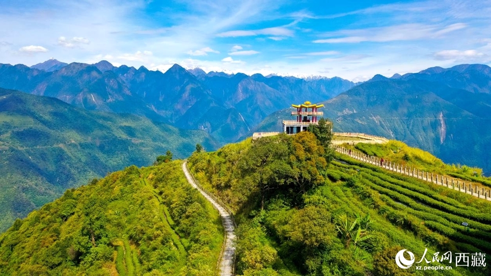 西藏墨脱:"小茶叶"成致富"金叶子"