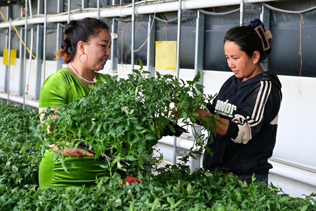 在新疆阿克苏市阿依库勒镇蔬菜基地，种植户米哈热古丽·艾合麦提（左）给客户推销自己培育的菜苗（3月24日摄）。新华社记者 丁磊 摄