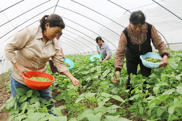 在江苏省灌云县同兴镇五里村,养殖户在大棚收获豆丹(2023年6月15日摄)。(新华社发 吴正祥 摄)