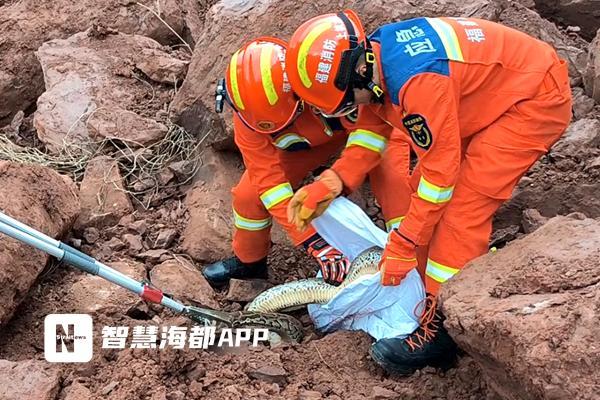 福建龙岩一工地挖出“冬眠”蟒蛇