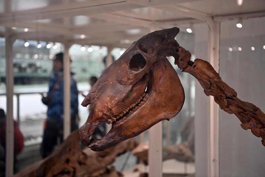 一座博物院,解锁中法考古合作的百年密码_凤凰网资讯_凤凰网