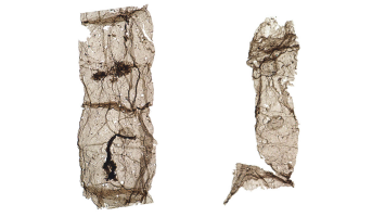 微观化石表明,单细胞真核生物的出现时间比我们之前认为的要早。图源:Lanyun Miao et al./Chinese Academy of Sciences’s Nanjing Institute of Geology and Palaeontology