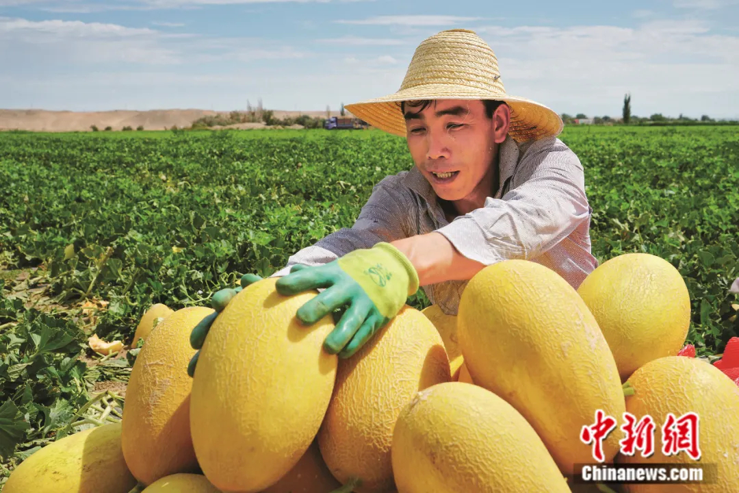 这种以城市命名的水果蕴藏了怎样的“甜蜜”？(图3)