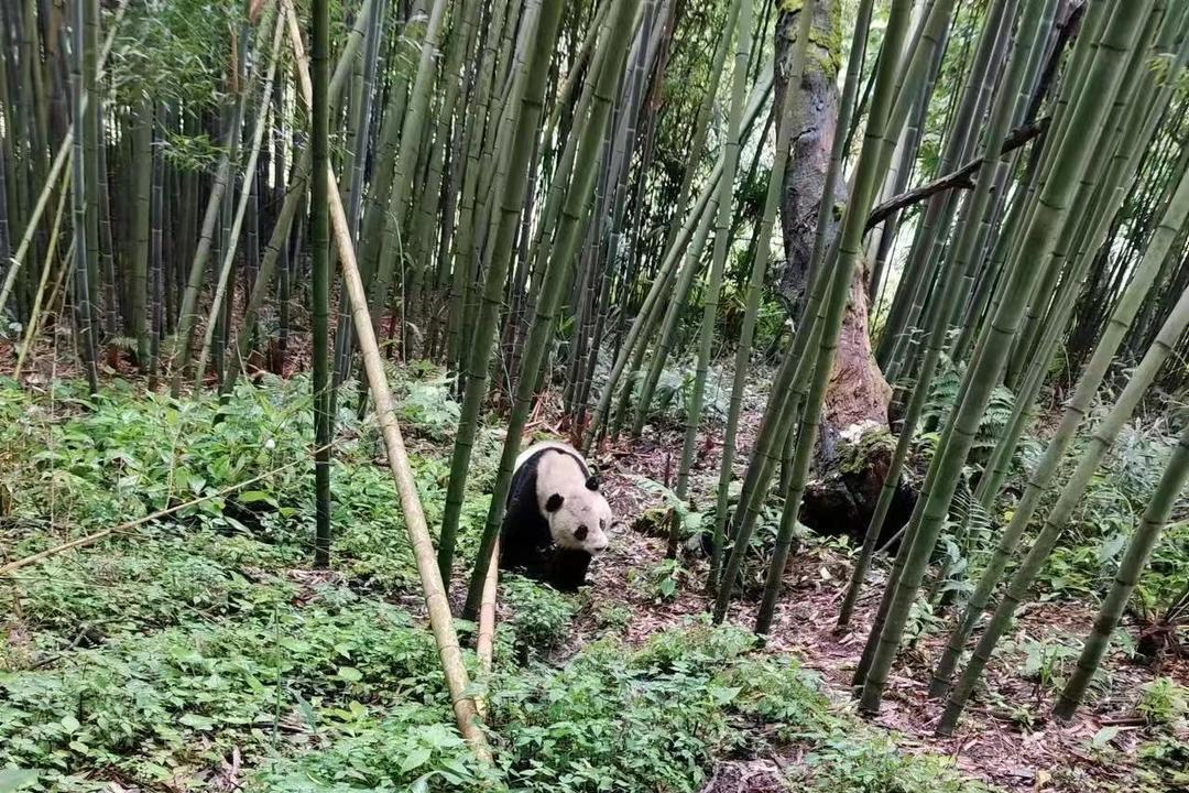 四川村民竹林里发现野生大熊猫：它连续3天来此，像“打卡上班”