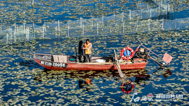 9月20日，养殖户在博斯腾湖上捕捞螃蟹（无人机摄）。石榴云/新疆日报记者 周鹏摄