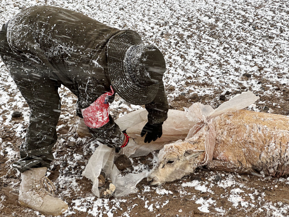 6月14日，在西藏那曲市尼玛县境内的羌塘国家级自然保护区“无人区”深处，管护队员用塑料布为受伤的母藏羚羊搭建简易帐篷挡风遮雪。