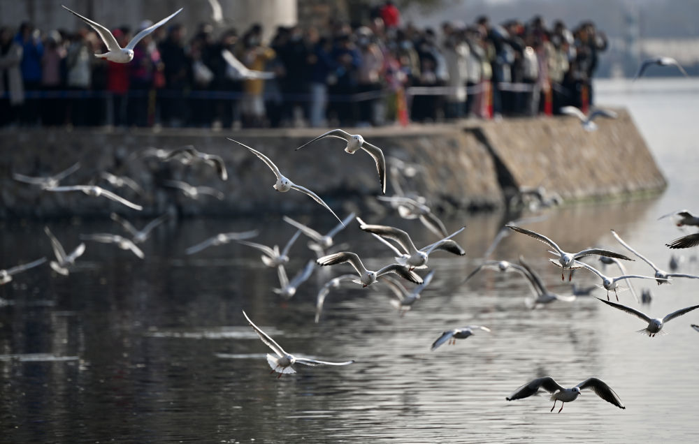 海鸥在天津海河岸边飞翔。