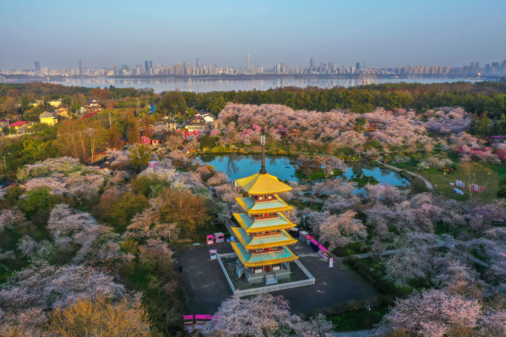 3月22日在湖北武汉东湖风景区拍摄的樱花(赵军 摄)