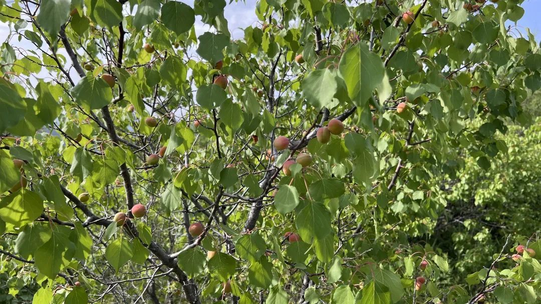 马鞍山林场里的野山杏熟了。