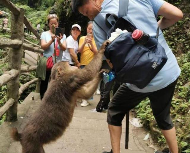 【峨眉山猴子抢旅客东西】