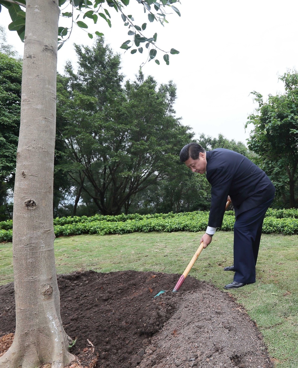 2012年12月8日，习近平在深圳莲花山公园种下一棵高山榕树。