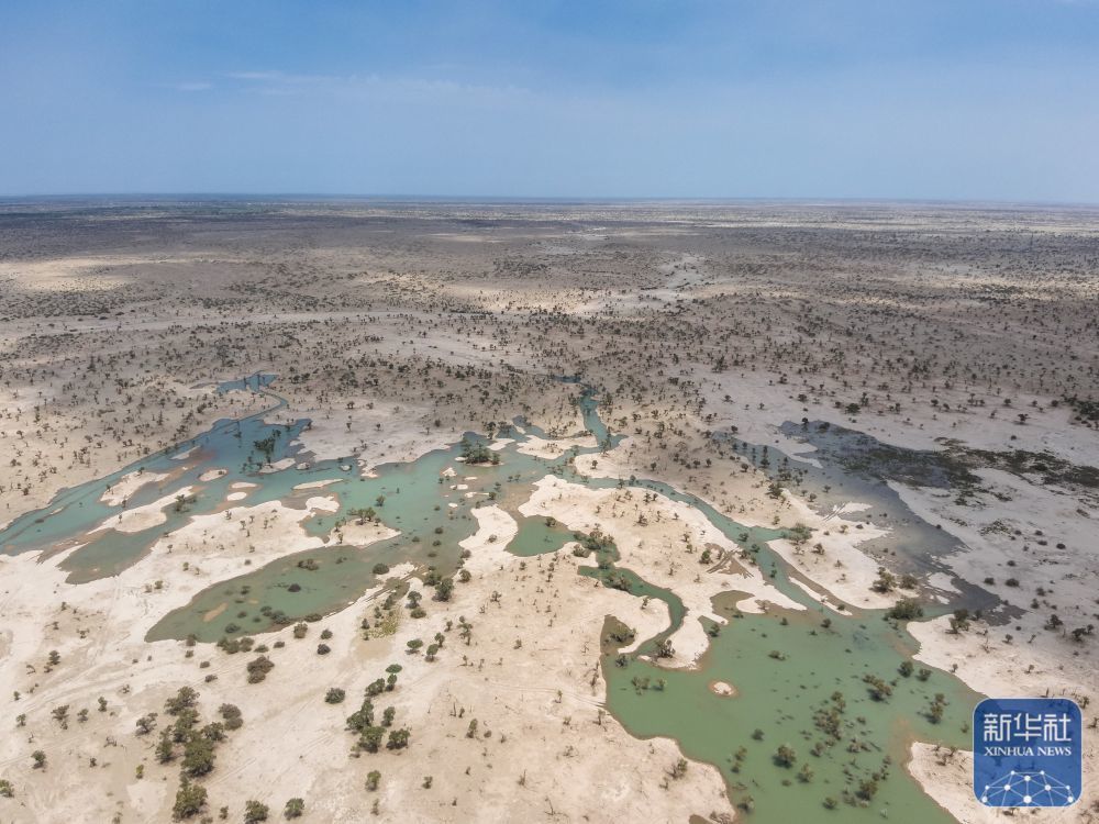 ↑8月1日拍摄的利用塔里木河洪水灌溉阿克苏地区沙雅县天然胡杨林的场景（无人机照片）。新华社发（强利民 摄）