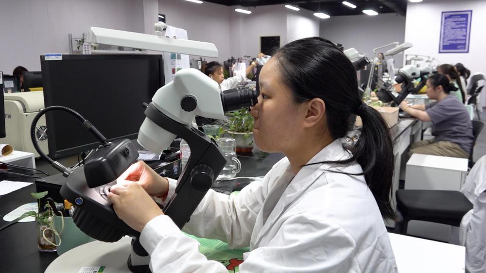 华东国际珠宝城质检物流一体化中心的工作人员在对珍珠产品进行质检。新华社记者 刘铭翔 摄