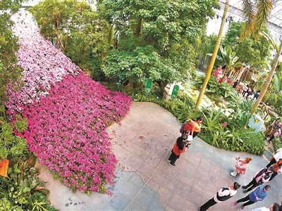 2000盆蝴蝶兰形成为了国内最年夜的蝴蝶兰“瀑布”