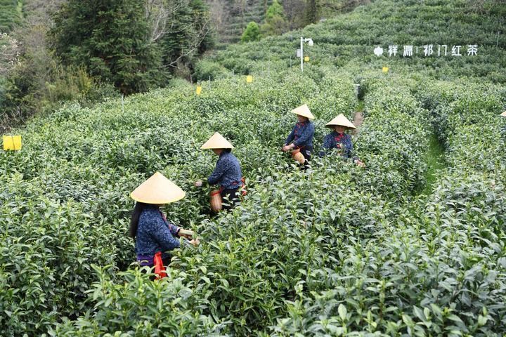 2024年4月10日，黄山市祁门县历口镇的茶农在采摘春茶。新华社记者 张端 摄