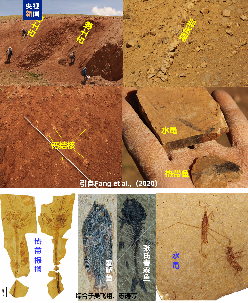 △青藏高原腹地伦坡拉盆地新生代地层中发现的古土壤和动植物化石